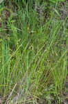 Broom sedge